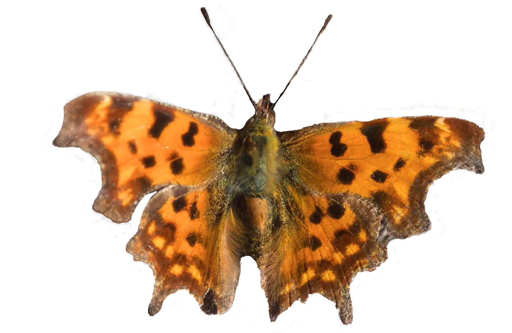 Ferienwohnung Biebes